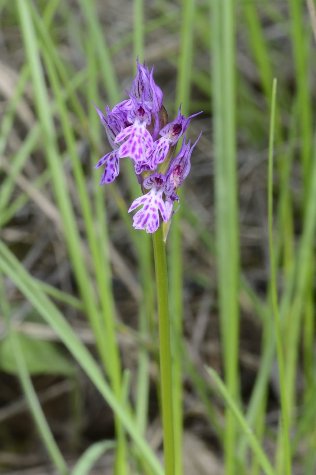 Neotinea tridentata